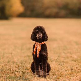Birdie - Poodle