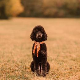 Birdie - Poodle