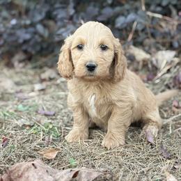 Goldendoodle Puppies from Simmons F1b Goldendoodles