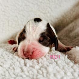 BG1 - Tri-Roan female English Springer Spaniel puppy in Britton, South Dakota from K&S Canines