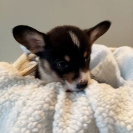 Pembroke Welsh Corgi Puppies from Patrick's Pembroke Welsh Corgis