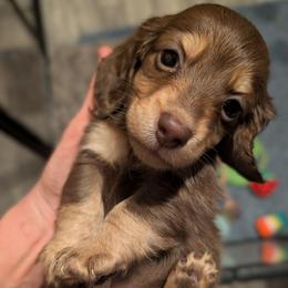 Pluto - Chocolate and cream male Dachshund puppy in Unadilla, Georgia from Hamsley's Puppy Palace