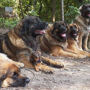 Leonbergers from Ex Animo Leonbergers and WHD
