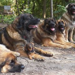 Leonbergers from Ex Animo Leonbergers and WHD