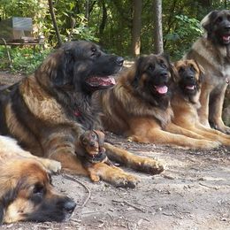 Leonbergers from Ex Animo Leonbergers and WHD