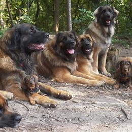 Leonbergers from Ex Animo Leonbergers and WHD