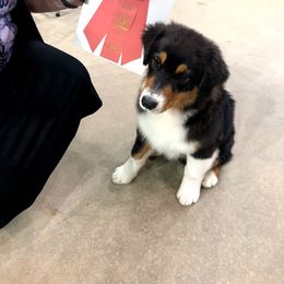 Australian Shepherd Puppies from Haint Blue Aussies