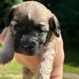 Smoke show - Sable female Schnoodle puppy in Temple, Texas from Schnauzers Of Taylor