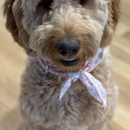 Goldendoodles from R2R Ranch