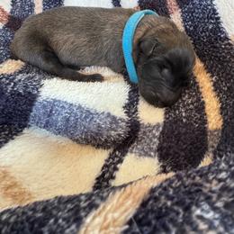 Birdie - Fawn female Belgian Malinois puppy in East Freedom, Pennsylvania from CR Belgian Malinois