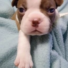 Boston Terrier Puppies from Shadow Town Boston's