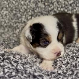 Aurora - Blue merle female Miniature Australian Shepherd puppy in Michie, Tennessee from Acton Aussies