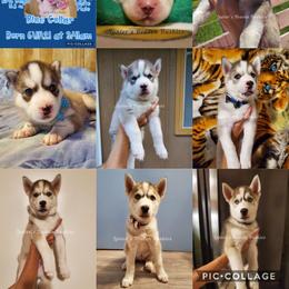 Siberian Husky Puppies from Lunter's Heaven Huskies