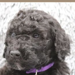 Poodle Puppies from Absolutely Pampered Poodles
