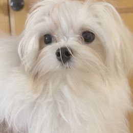 Maltese puppies from Denise’s Puppies