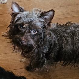 Gigi - Yorkshire Terrier