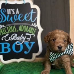 Coconut - male Cavapoochon puppy in Waldron, Arkansas from Kay’s Cutie Poos