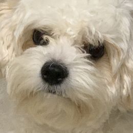 Cavapoo puppies from Cavapoos of Cross Hill