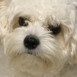 Cavapoo puppies from Cavapoos of Cross Hill