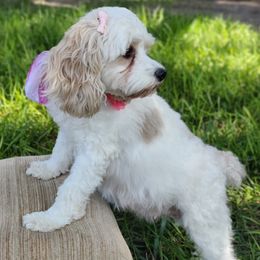 Lily - Cockapoo