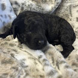 Boy 2 - male Goldendoodle puppy in Gay, Georgia from That’s My Puppy