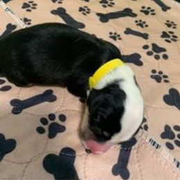 Companion Cross Puppies from Double G Corgis