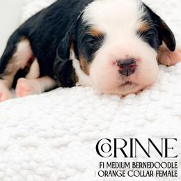 Corinne - Tri-color female Bernedoodle puppy in Tipton, Indiana from Country Creek Doodles