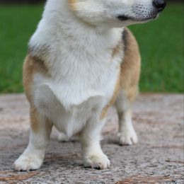 Mirabella - Pembroke Welsh Corgi