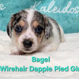 Bagel - Dapple female Dachshund puppy in Mount Sherman, Kentucky from Kaleidoscope Dachshunds and Whippets