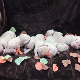 One of the girls - Yellow female Labrador Retriever puppy in Antwerp, Ohio from Clark’s Loyal Labradors