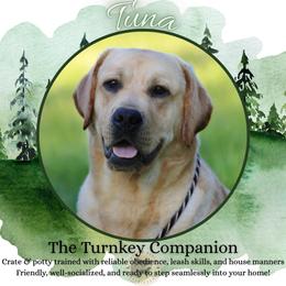 Tuna - Fully Trained Adult Labrador - Yellow male Labrador Retriever puppy in Fair Oaks, California from Twisted Ranch Retrievers