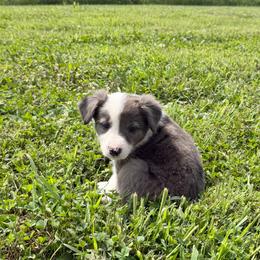 Bonnie - Blue merle female Border Collie puppy in Owenton, Kentucky from Three16 Ranch