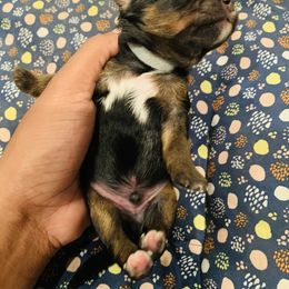 Yorkipoo and Yorkshire Terrier Puppies from Bougie Paws llc