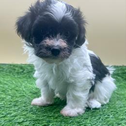 Zipper - Black and white male Havanese puppy in Hendersonville, North Carolina from Kim's Cove Dog Co.