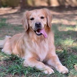 Cannoli - Golden Retriever