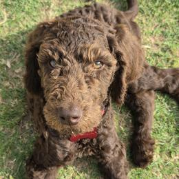 Lord Theodore Pawsworth Pupperton - Cafe au lait male Poodle puppy in Midlothian, Texas from Pristine Puppies & Signature Studs