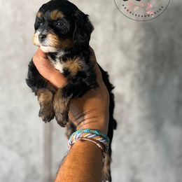 Taffy - Black and tan female Cockapoo puppy in Indiahoma, Oklahoma from Diva's  Poodle and Doodles