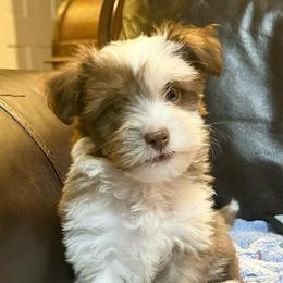 Colby - Chocolate male Havanese puppy in Lancaster, South Carolina from 3 Bs Havanese-PUPPIES with  PURPOSE