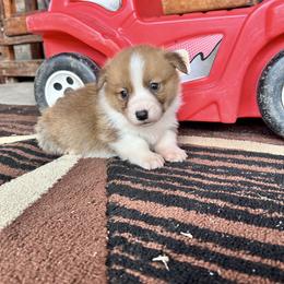 Boy 2 (Flynn Rider) - Fawn male Pembroke Welsh Corgi puppy in Brazoria, Texas from Diamond Bar H