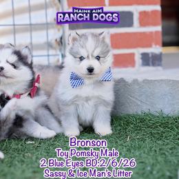 Bronson - Silver and white male Pomsky puppy in Humeston, Iowa from M.A.R. Dogs