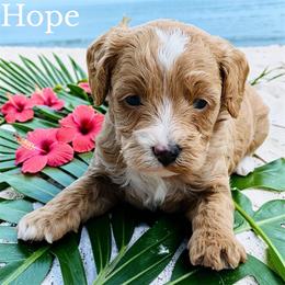 Hope - Red  female Goldendoodle puppy in Newnan, Georgia from Wagging Tailz Pups