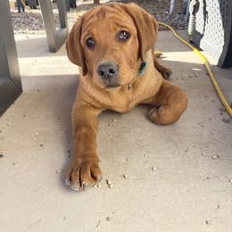 Labrador Retriever Puppies from Susan Burkey