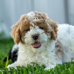 Benny - White male Cavapoo puppy in Gurdon, Arkansas from Franklin Ranch Pups