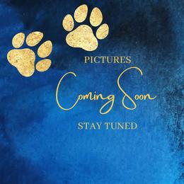 Shih Tzu puppies from Crown & Tress Shih Tzu