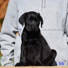 M1 - Black male Cane Corso puppy in Chisago City, Minnesota from Twin Cities Cane Corso