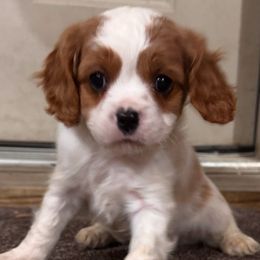 Carmel - Boy 2 - Cavapoo puppy from Clark Hill Farm