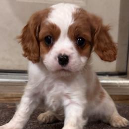 Carmel - Boy 2 - Cavapoo puppy from Clark Hill Farm