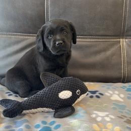 Gray - Black female Labrador Retriever puppy in Medford, Oregon from Valley View English Labs