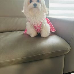 Goldendoodle, Maltese, and Yorkshire Terrier All Grown Up from Puppies by Angie