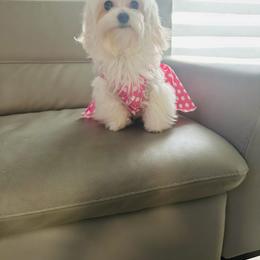 Goldendoodle, Maltese, and Yorkshire Terrier All Grown Up from Puppies by Angie